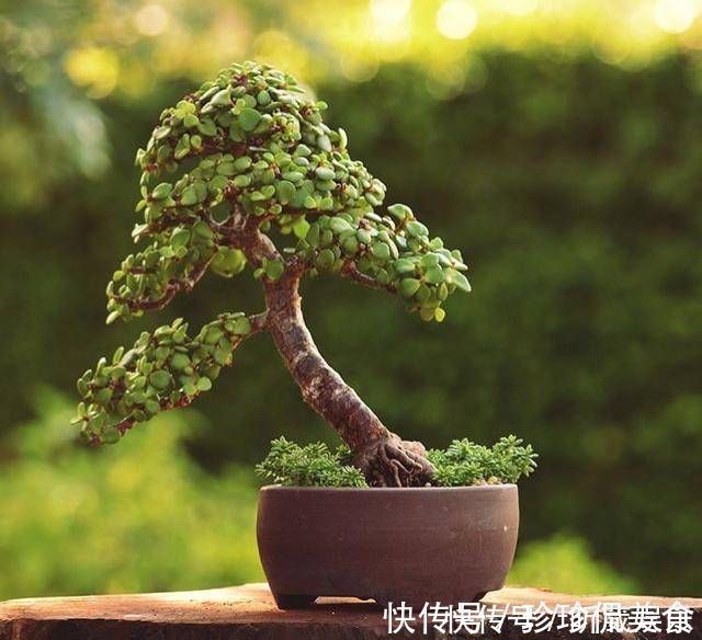 金枝玉叶使劲晒太阳，枝干木质化，养成盆景价值翻倍
