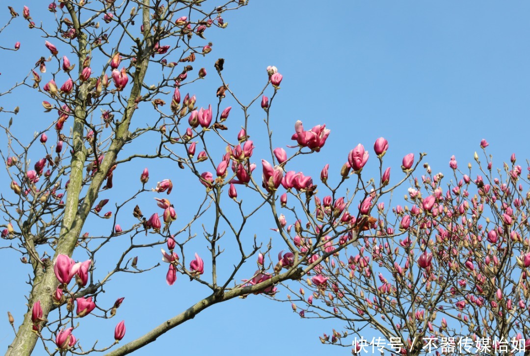 老年|春暖花开，踏青赏花正当时