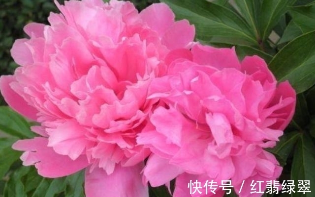 几款花卉便宜又好养,不仅名字超好听,花更漂亮,花开美翻天