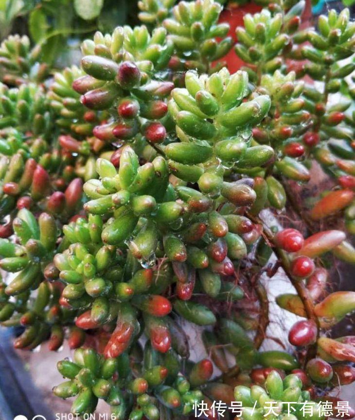 多肉狠心剃个头,呼呼长满小肉芽,20天就爆盆