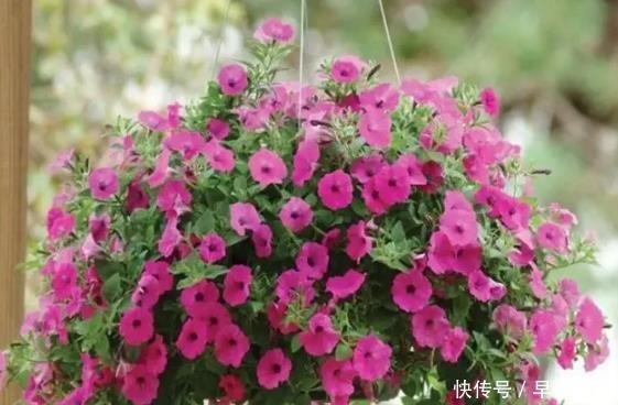 漂亮的花朵|养这6种花,家里全年都是“小花园”,花朵一茬又一茬的开!