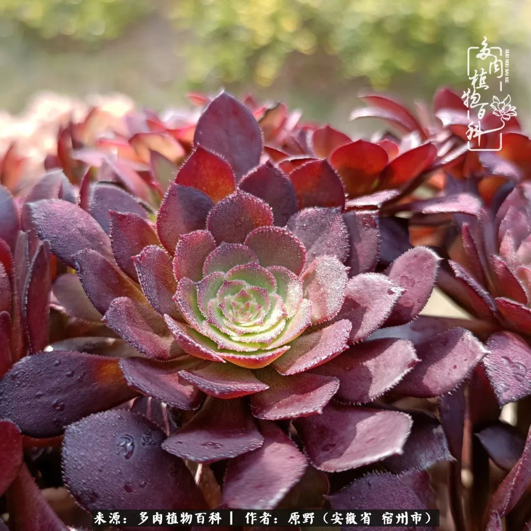 揭秘那些干净又温暖的多肉照片从哪里来