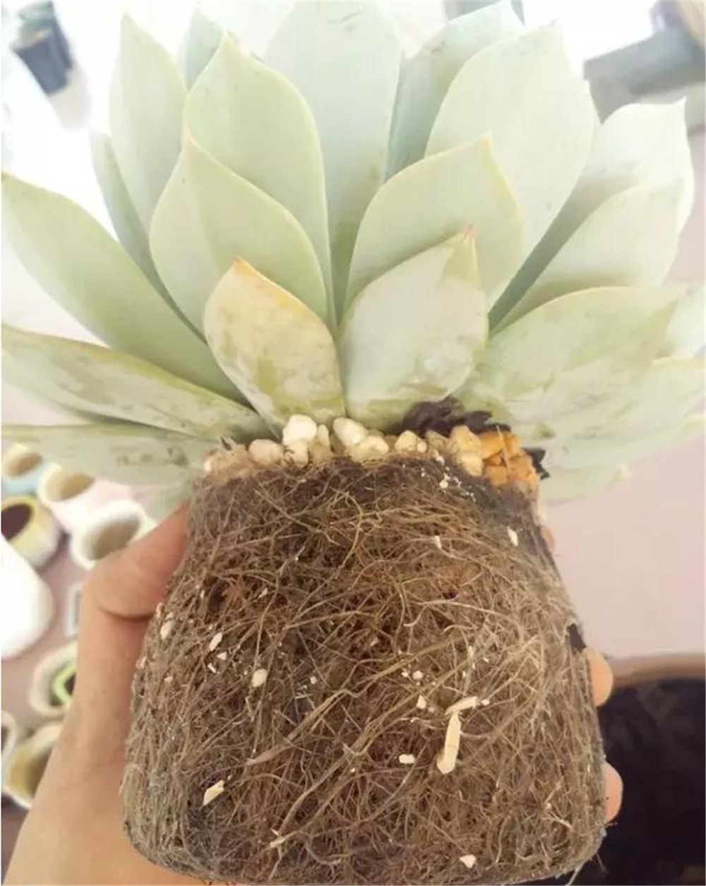 多肉扦插叶片，想快速“生根”得狠心“渴着养”，根须能挤爆盆