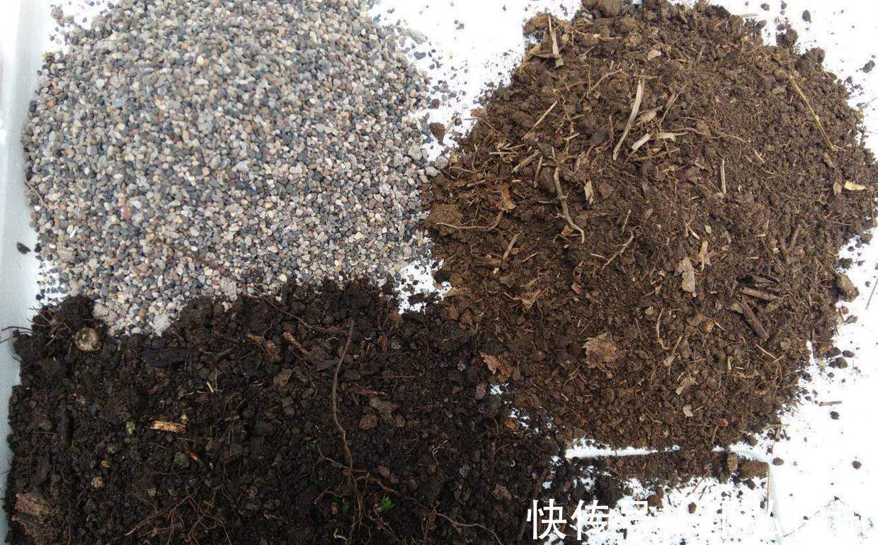 出现4种情况，植物离烂根不远了，及时处理