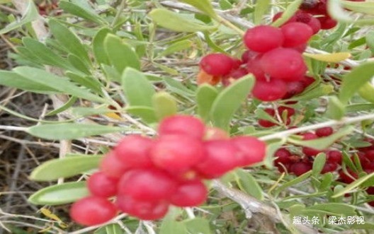 食物|女性冬季要排毒,离不开4种食物养生,净化血液,滋养女性子宫