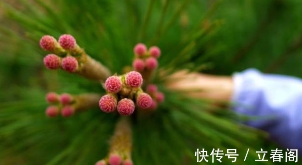 松科|你知道这是什么花吗？其实，你家山上就有，只是没有在意