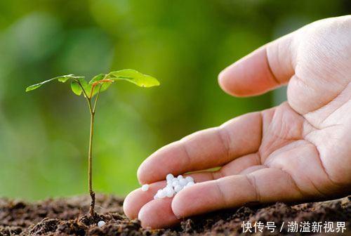 花卉|养花“养根”很重要,5个小妙招,白根粗壮,半年撑爆盆!