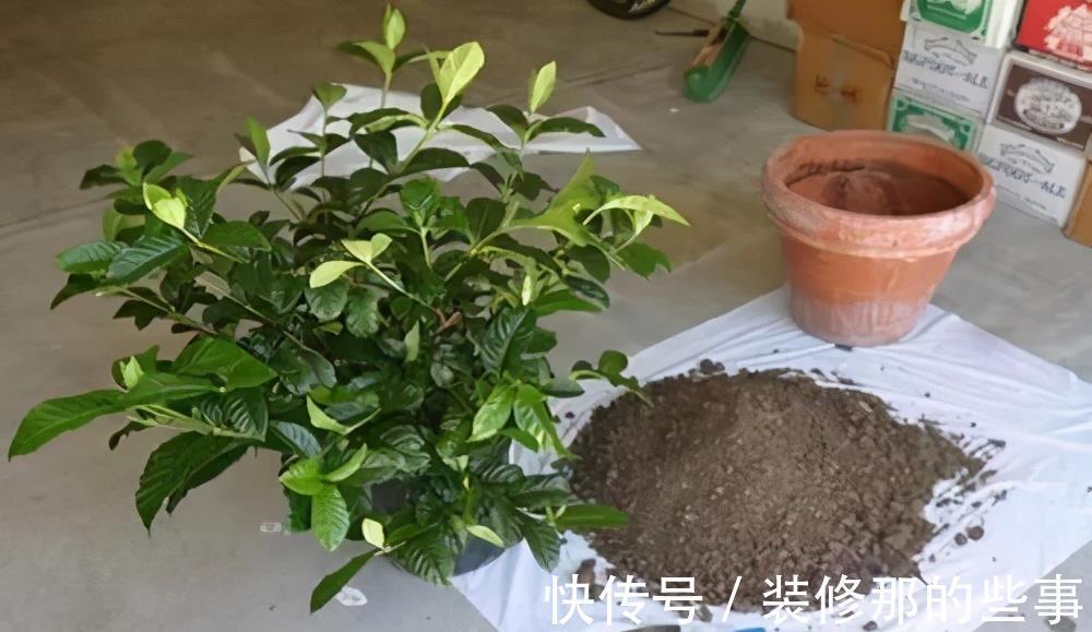 长势|养茉莉栀子花，千万别用2种土，用了就黄叶，养一盆死一盆