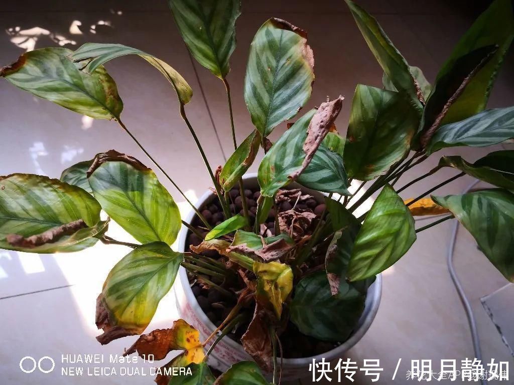 11月，千万别买这种花，养不活惹一肚子气