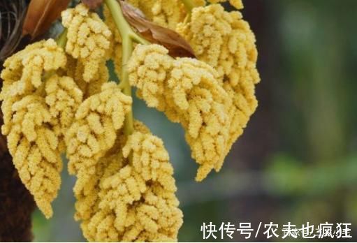 木槿花|8种长在树上的野菜，构树花、核桃花、榆钱、槐花，你吃过几种?