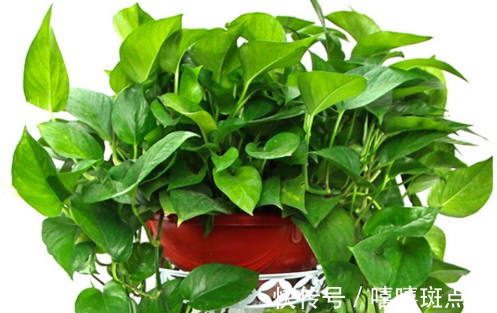翠绿|养殖绿萝和吊兰，只需记住四个方法，不但长势快发芽还多