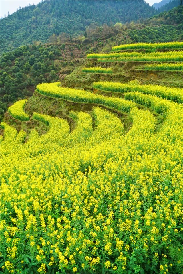 三月赏花来婺源，这个梯田上的古村，满足了我对春天所有的想象