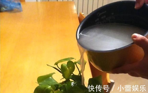 植物|养花遇见虫害怎么办用这6种肥水浇花，虫远离叶翠绿