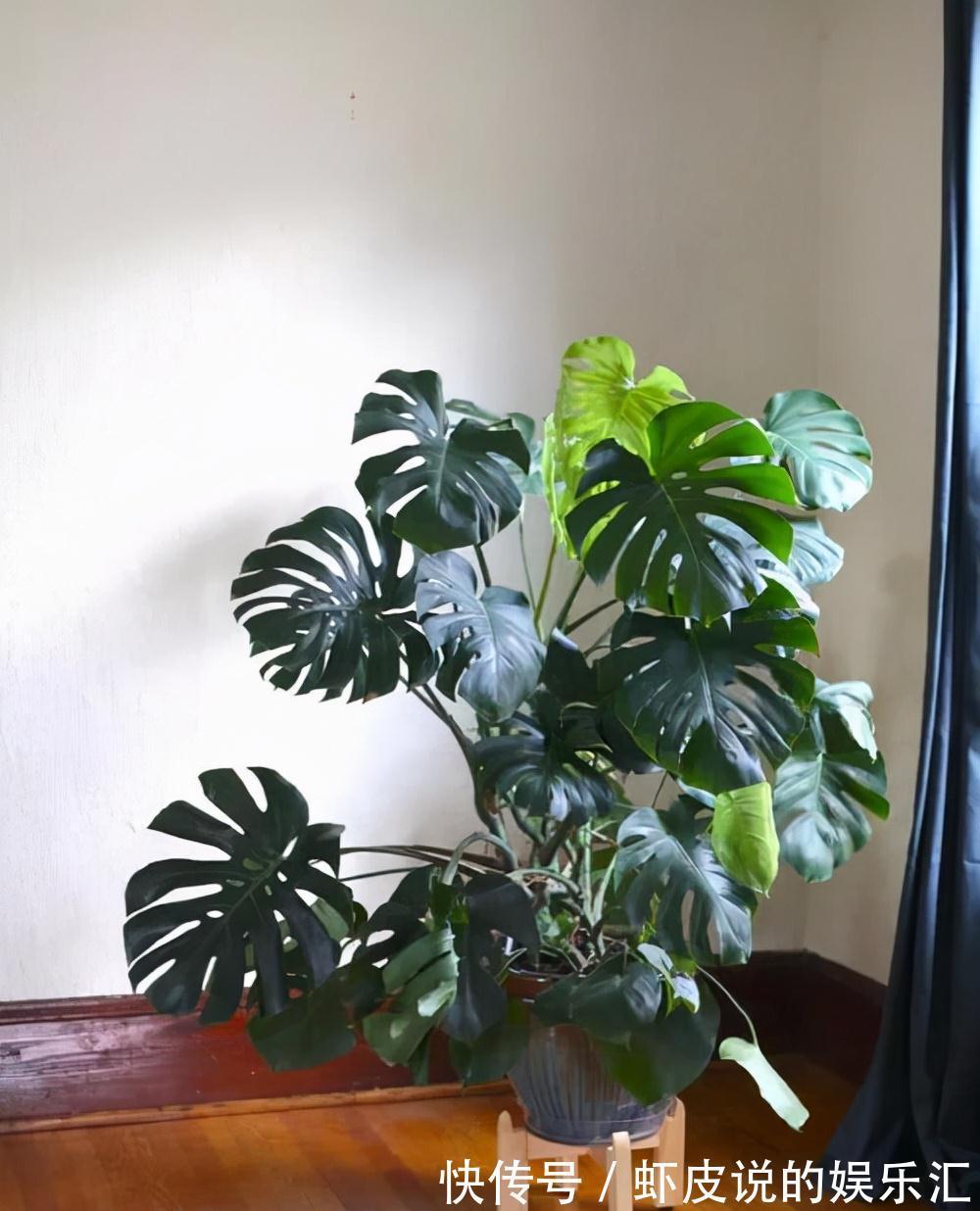 植物|7种“懒人花”，漂亮又好养，客厅养一盆，大气吉祥，养人又旺家