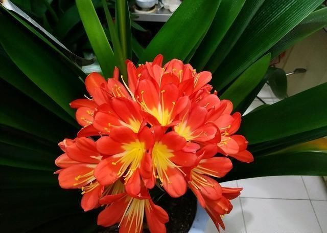 春天给兰花、君子兰换盆，土里多加“1种”小东西，生根快长得旺