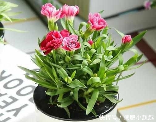 最适合夏天养的6种花卉,晒不死还越开越旺