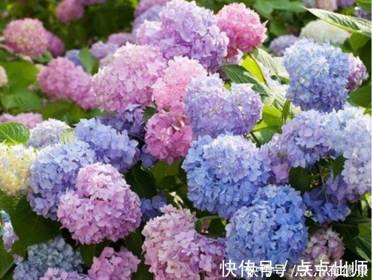 绣球花|4种花好养又漂亮,花朵大花期长,比牡丹美,比绿萝好养!