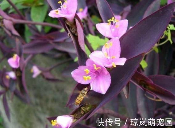 重视健康？不喜欢运动？在家养紫竹梅，注意3点净化作用明显