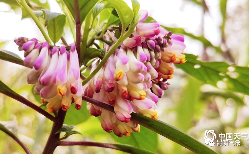 带你去看云南春天山间奇异的花朵