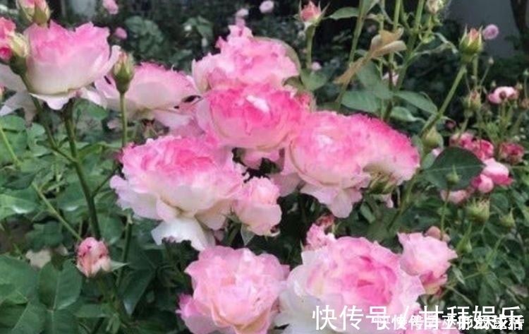 花瓣|4种花一开就是大半年,沾土就活,懒人新手都能养好,美成花海!
