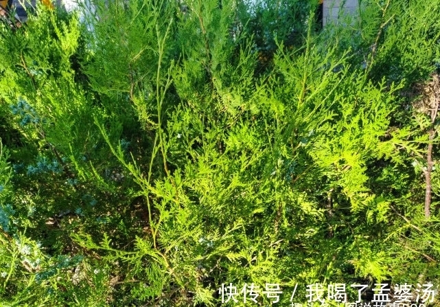 旅行识花，它开花像花又似果，墓地陵园最多却少有人见过它