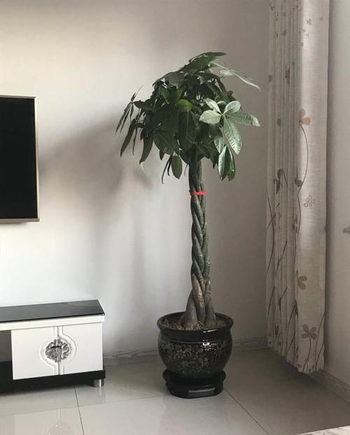 发财树发黄还烂根?水浇错了,换个浇法呼呼疯长,植株苍劲挺拔