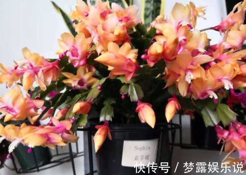 叶片|养蟹爪兰常见症状解决办法，只要发现不对劲，“见招拆招”准没错