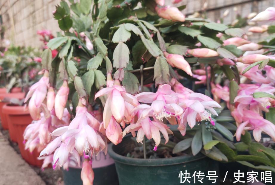 掌握住4个小诀窍，11月居家盆栽蟹爪兰，开花就能又多又艳丽