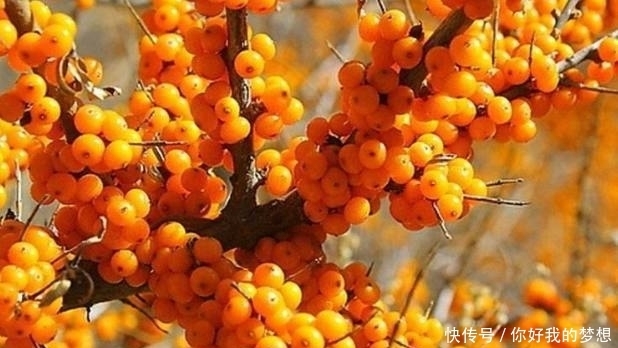 它被誉为是“天然的维生素宝库”,同时也是糖尿病患者的“福音”