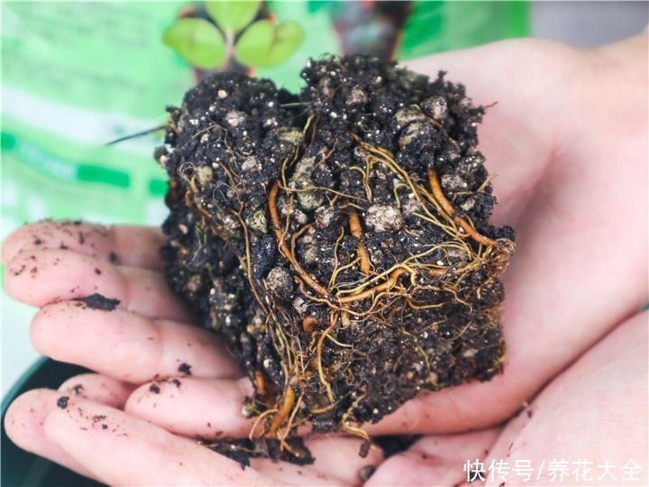 春天去花市买花,套路比年前还多,要擦亮眼睛避免上当