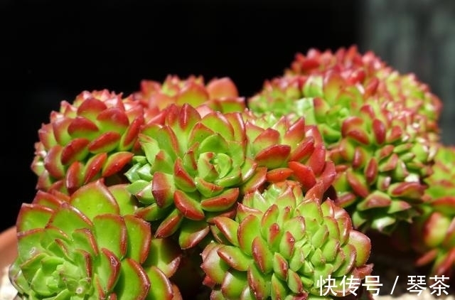 多肉阳台党终于放弃了蒂亚 因为遇见了篝火 颜色火红且皮实好养 粉紫色 多肉阳台党终于放弃了蒂亚 因为遇见了篝火 颜色火红且皮实好养 粉紫色