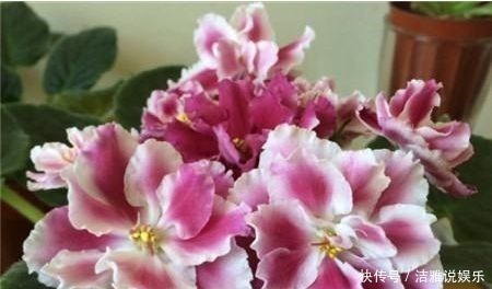 爆盆|几款艳丽的花卉，漂亮又好闻，开花勤还爱爆盆