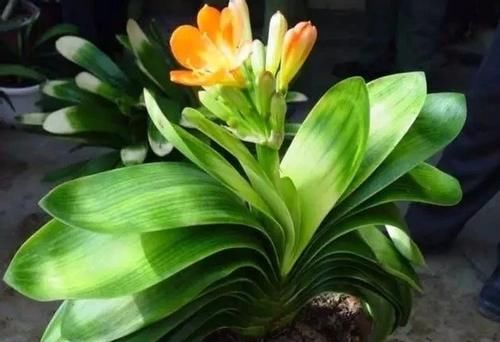 盆栽君子兰，这3方面全做对了，才能“攻克”不开花的难题