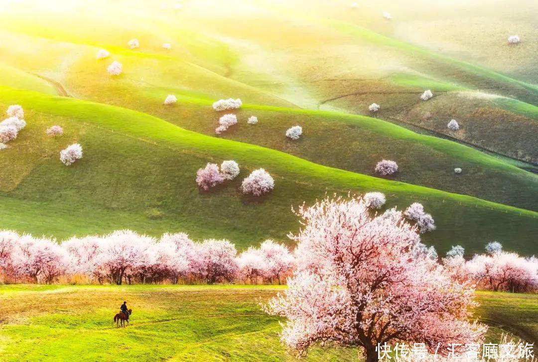 老年|趁春光,打卡新疆最美花海、草原、湖泊、古城、村落……