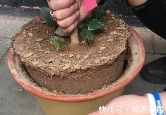 养花盆土硬邦邦,自制一碗水,土壤松软似面包,肥力足