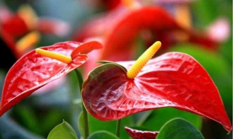 几款花卉，沾土就活，好养又漂亮，养在阳台变成百花园