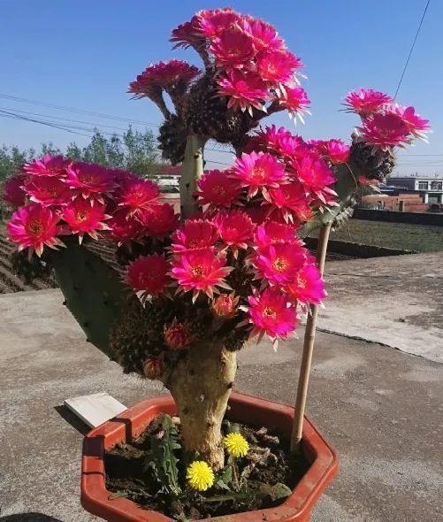 嫁接|嫁接达人,玉树嫁接长寿上,花友直呼内行!