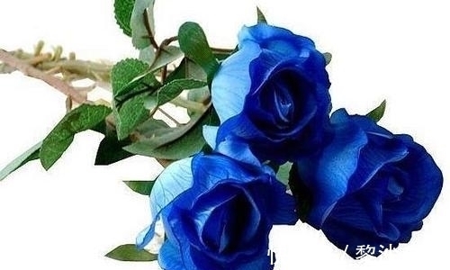 幸福生活|近段时间内,缘分与桃花大批来,向幸福生活行动的四大生肖!