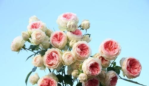  漂亮|此款盆栽月季，开花美香味浓，皮实好养，四季开花，值得拥有