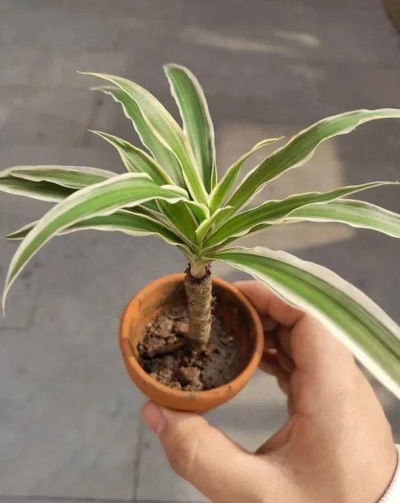 虎皮兰,红掌,吊兰养成老桩,变成大树,真壮观