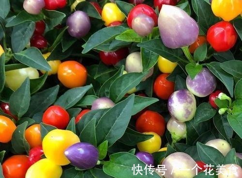 长得像樱桃,城里人把它当盆栽,殊不知做泡菜是一绝,脆爽可口!