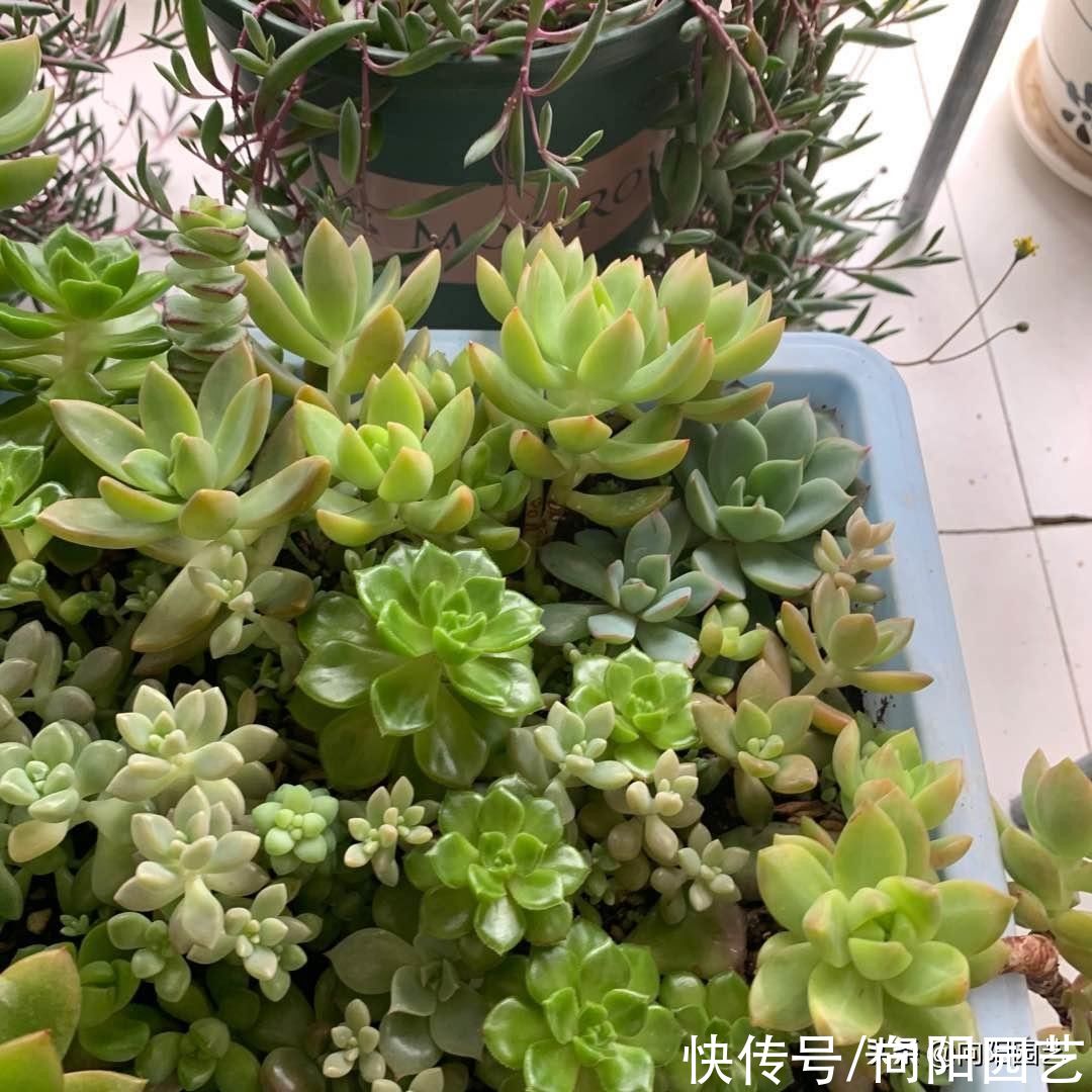 饱和|你以为的是你以为的？养多肉方式千万，万变不离其宗，别乱养