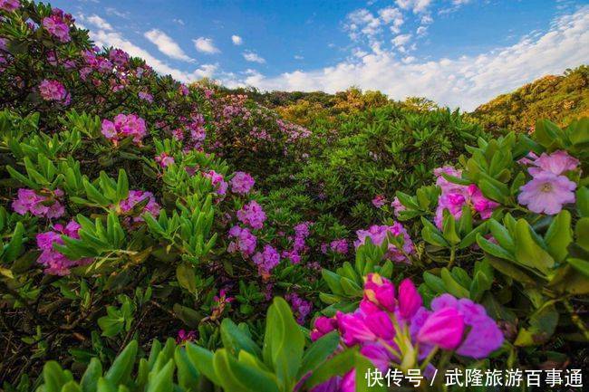 邂逅武隆的浪漫情怀 只在5月漫山杜鹃花下