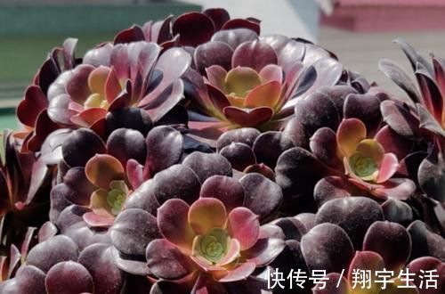多肉法师|多肉法师老桩适合放在什么地方养？当然是通风好又宽敞的环境中了