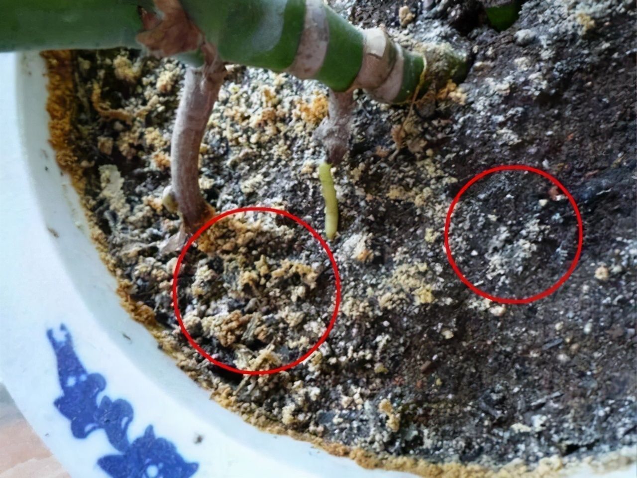 花盆里|花盆里长出“白碱”不是好事,对花草危害大,学会这5个处理方法