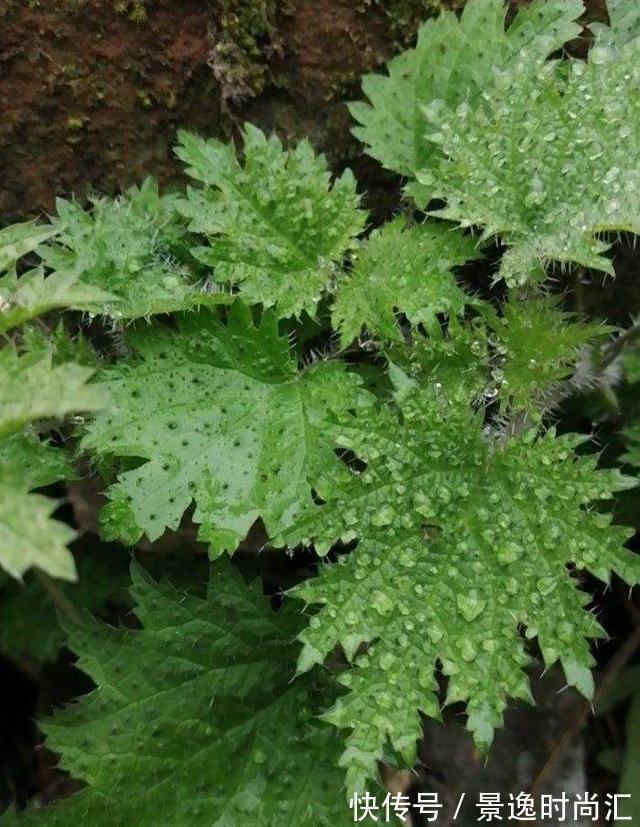 乌头|门口的果子像“龙葵”,赶紧要拔掉、千万别吃,会中毒