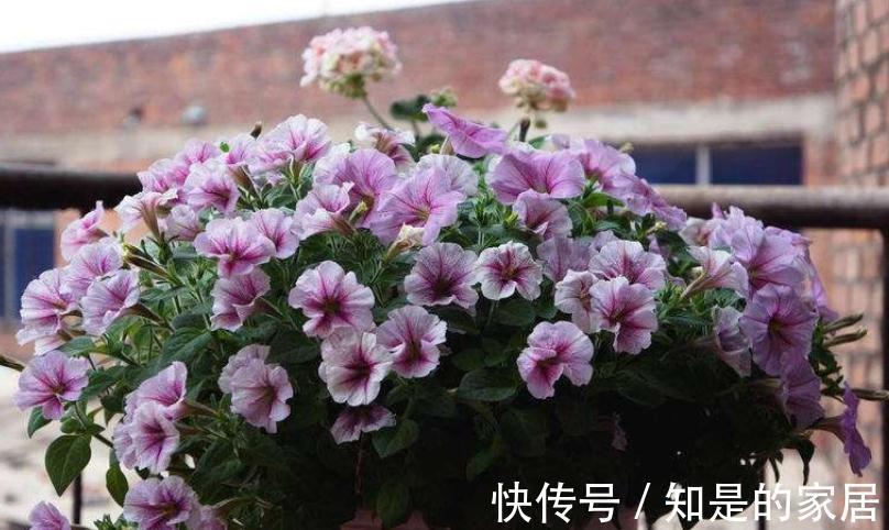 茎干|秋冬养花就养它们,好活漂亮,动手多扦插几盆,阳台马上变花海