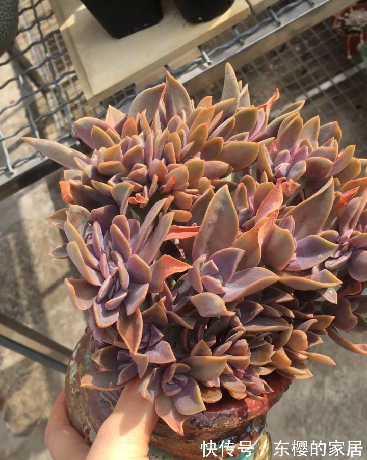 花盆|养景天多肉初恋,有4方面出问题不能忽略,不然一盆都留不住