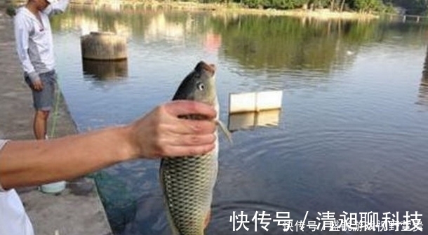 钓位|季节不同鱼儿所处位置会发生改变,夏季鱼儿喜欢待在什么位置