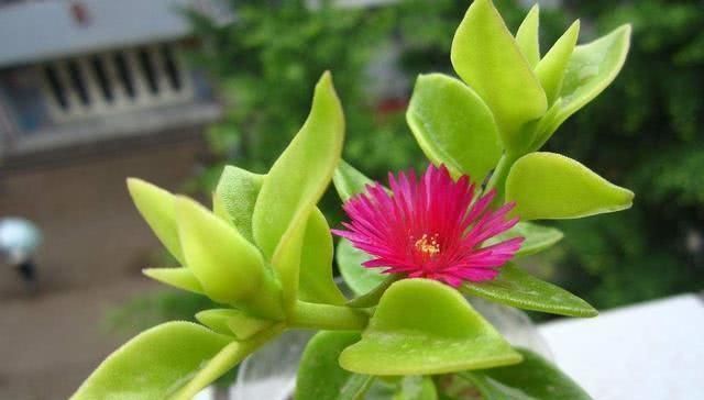 这几种花,养了就是赚到,花苞、果实、叶子都是好东西